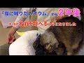『猫に触りたいオウム』からだいたい2年(猫の名前を呼べるようになりました)