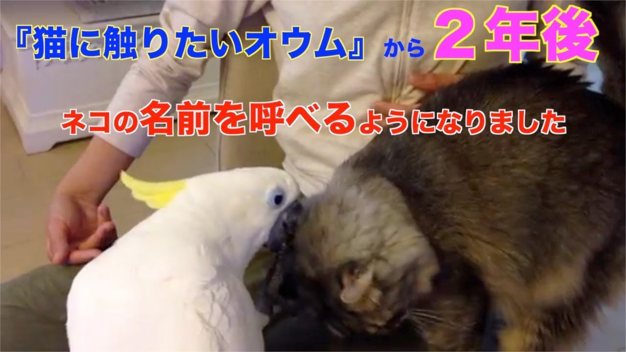 猫に触りたいオウム からだいたい２年 猫の名前を呼べるようになりました Youtube