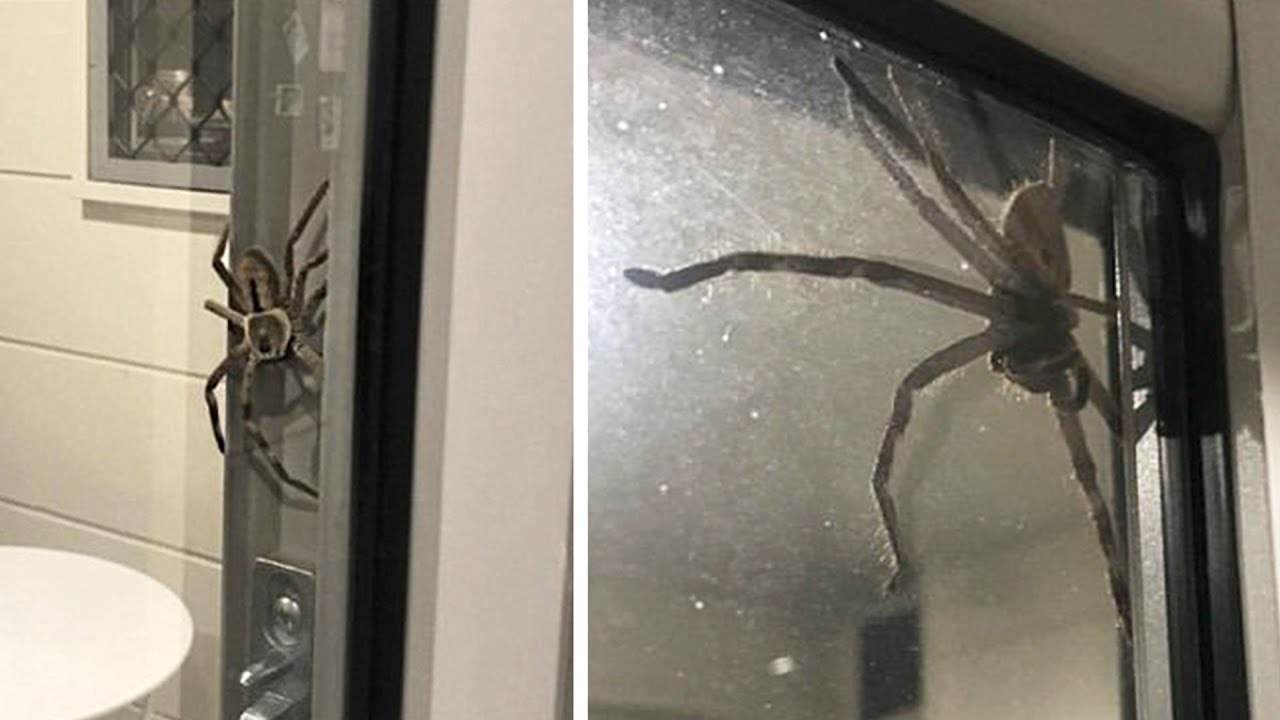 Паук вечером на кухне примета. Huntsman Spider паук-охотник. Паук Хантсмен Австралии. Паук охотник Австралия. Пауки в доме.