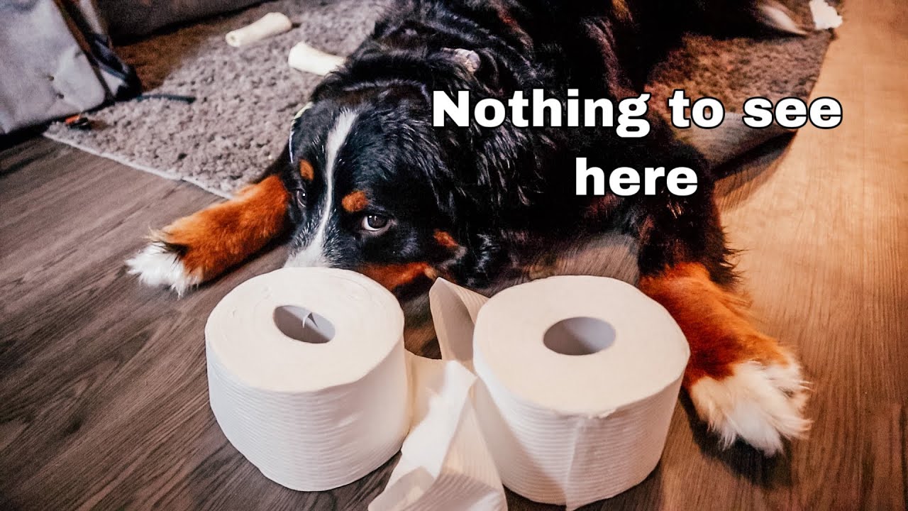 What Happens If A Dog Eats Paper What Happens If A Dog Eats A Paper Towel