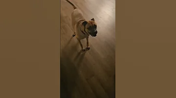 Rapper DGAME With His Dog 