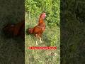 Wow Watch A Unique And Handsome Rooster Of My Cage🐓#shorts #rooster #viralvideo #birds