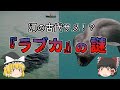 【ゆっくり解説】幻の古代サメ！？深海魚『ラブカ』の謎