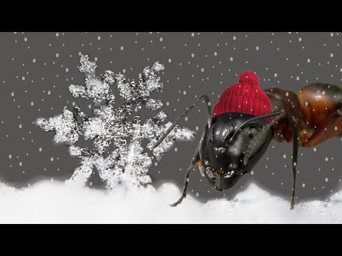 ❄️🐜 ALL about the winter hibernate of ants!