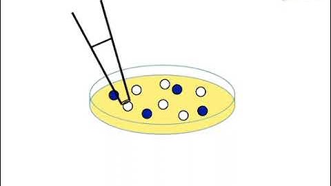 Optimized Analysis Of DNA Methylation & Gene Expression: Areas Of Brain l Protocol Preview