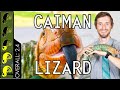 Caiman Lizard, The Best Pet Lizard?