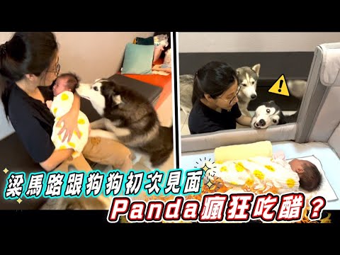 寶寶梁馬路第一次與兩隻哈士奇的相處情況全記錄,Panda 瘋狂吃醋，出現不可思議的舉動....