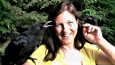 Rescued baby crows captured the hearts of a veteri...