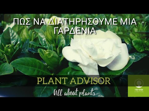 Βίντεο: Morning Glory Χρειάζεται Πότισμα - Πώς και πότε να ποτίζετε τα φυτά Morning Glory