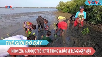 Indonesia: Giáo dục thế hệ trẻ trồng và bảo vệ rừng ngập mặn