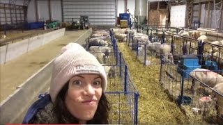 Our Lambing System.   |  Vlog #3