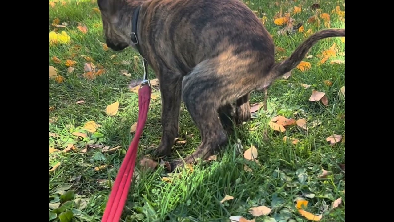 ¿Cómo hacer que mi perro haga sus necesidades en empapadores y en la calle? 