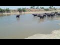 Ihsan gujjar  bull fight pakistan