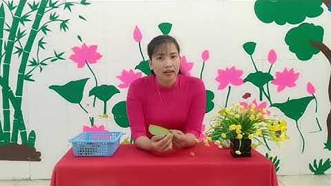 Video làm con trâu bằng lá mít - Trường mầm non Kim Ngọc - Huyện Yên Lạc - Tỉnh Vĩnh Phúc