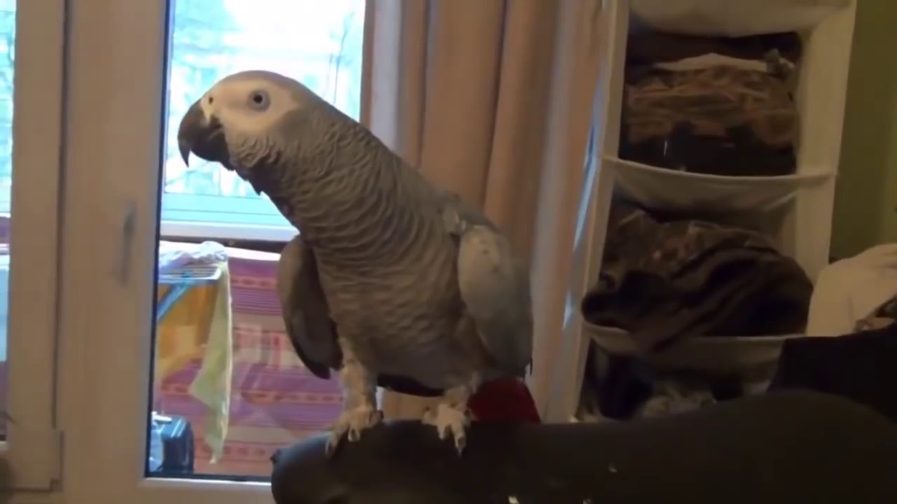 волнистый попугай разговаривает. говорящий попугай. видео говорящий попугайчики. пение волнистых попугайчиков. видео говорящий попугайчики.