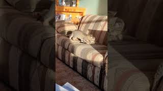 Kitten Sneaks in to Cuddle with His Brother