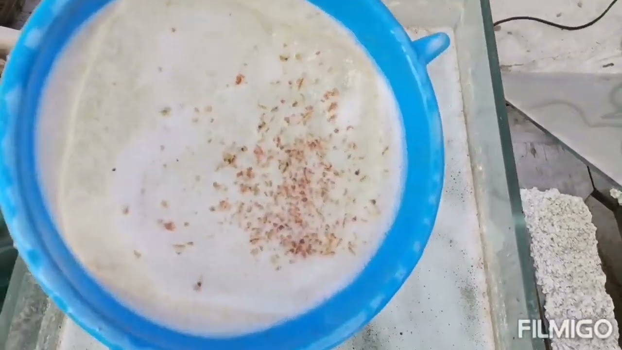 artemia salina llegar adultas algunos típs y consejos