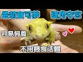 【昆蟲擾西上課了!】睫角守宮 超可愛好飼養的寵物守宮 不用餵食活體喔