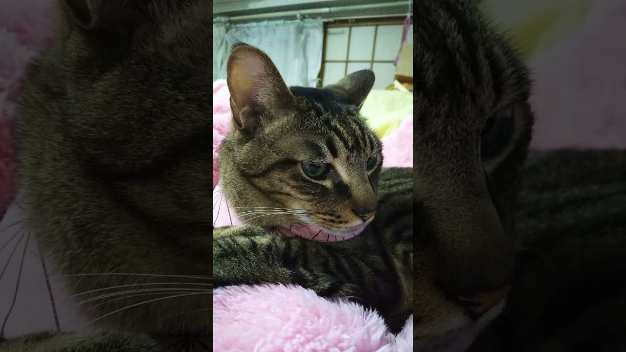 機嫌が悪く 無表情でしっぽを振り回す猫 Shorts Youtube