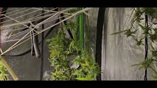 Harvesting two F in the head - Mr Green Jeans Genetic's