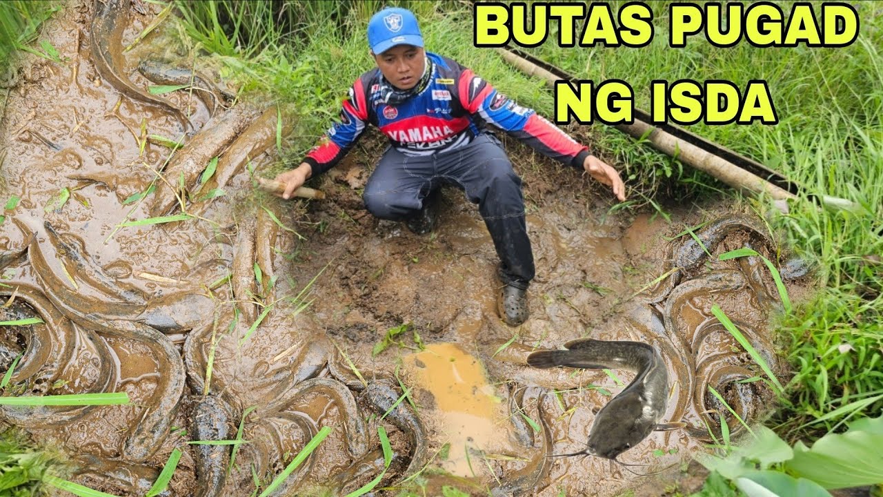 Swerti Malaking Butas sa Palayan Pugad ng nga  naglalakihang native na isda  Daming huli 