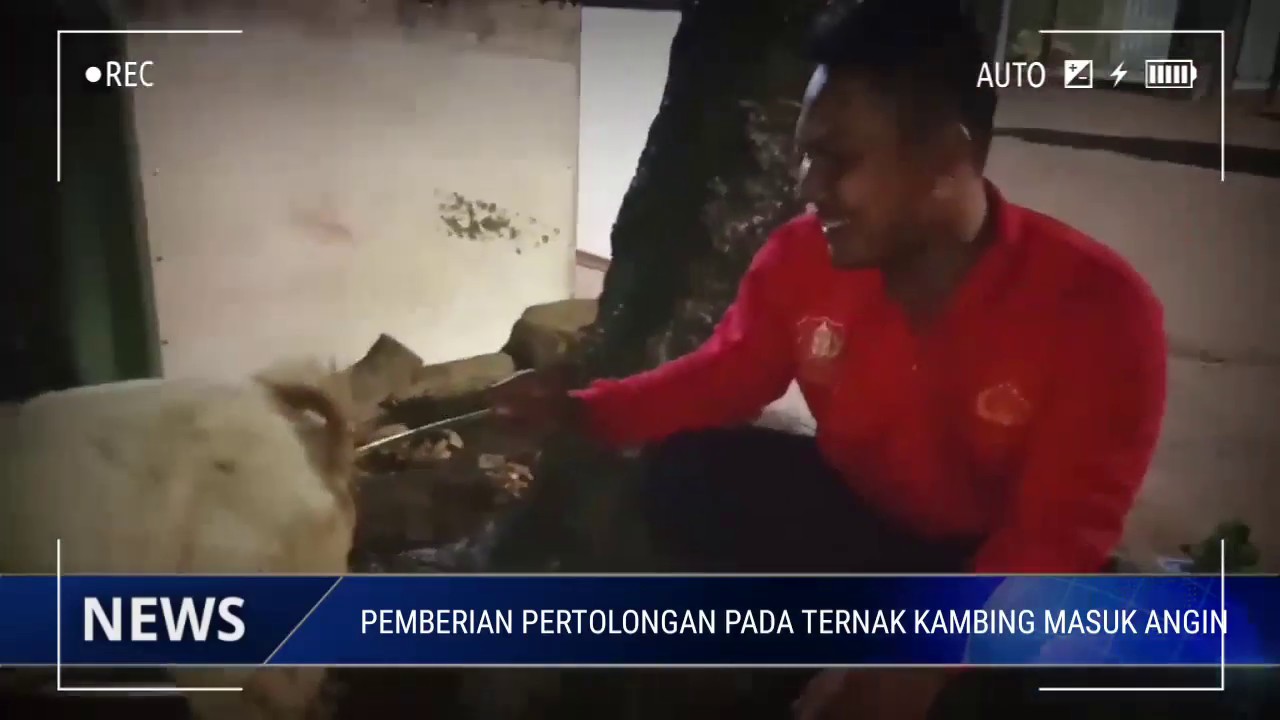 CARA MENGOBATI "KAMBING" MASUK ANGIN 