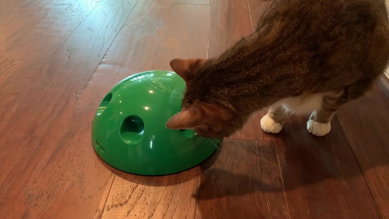 peekaboo cat toy