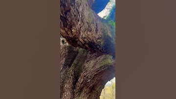One of the oldest trees east of the Rockies, & largest tree in South Carolina. Angel Oak Tree #tree