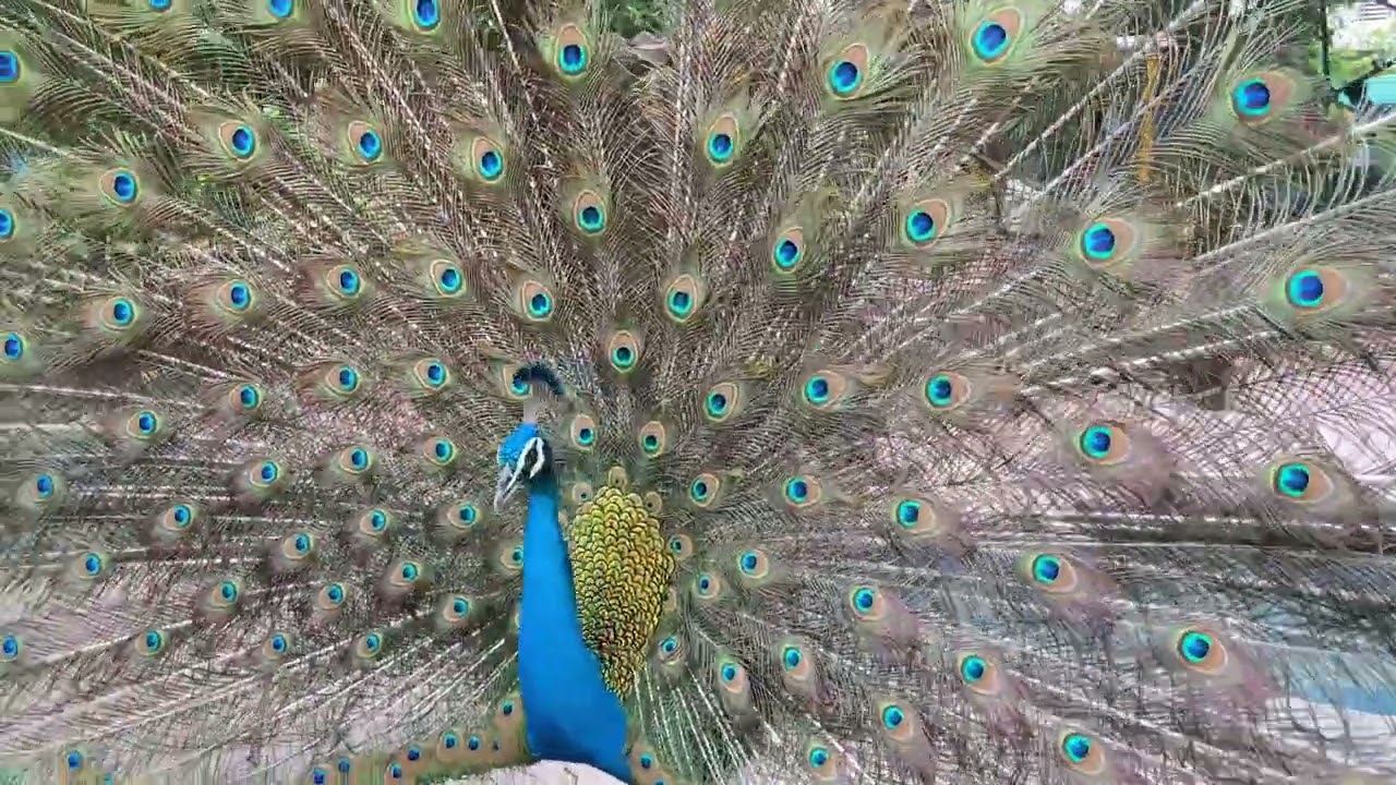 PPEACOCK DANCING IN 4K YouTube