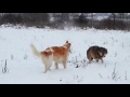 #Russiancaninegreyhound #greyhound #wolf Борзая и ручной волк | Greyhound and hand wolf