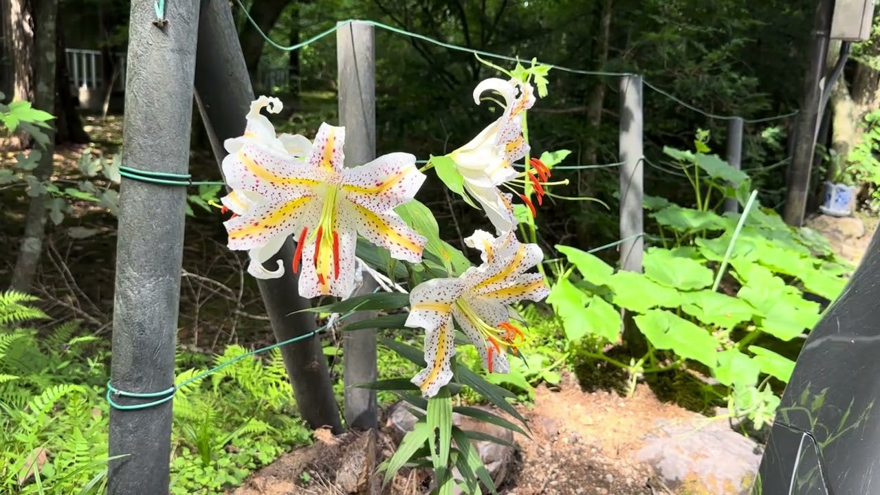 Karuizawa Real IMA] 7/29 Early Summer Blooms: The Lilies Usher in