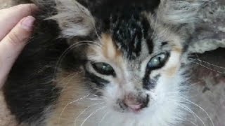 قطط كاليكو ذات 03 الوان Calico cat