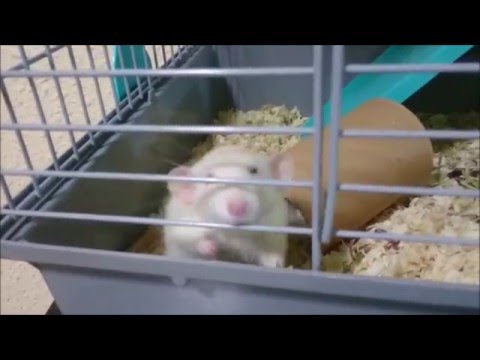 Video: Cómo Ayudar A Las Ratas A Hacer Amigos
