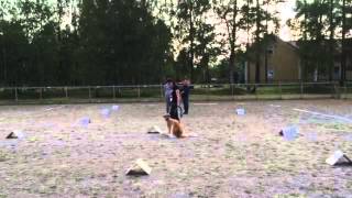 Salsa rallytoko epiksissä by SalsaTheBorzoi 70 views 8 years ago 1 minute, 38 seconds