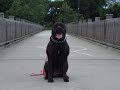 Cane Corso Off Leash Obedience Training Cane Corso Off Leash Obedience Training