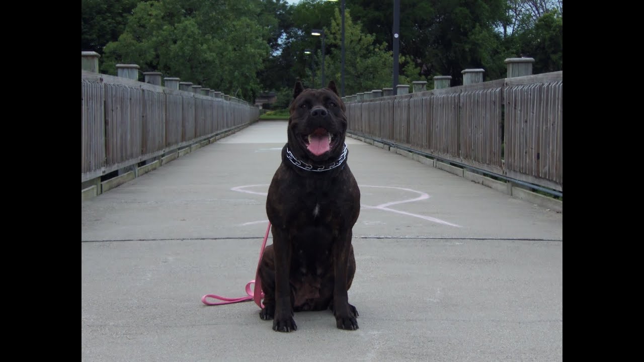 Cane Corso Off Leash Obedience Training