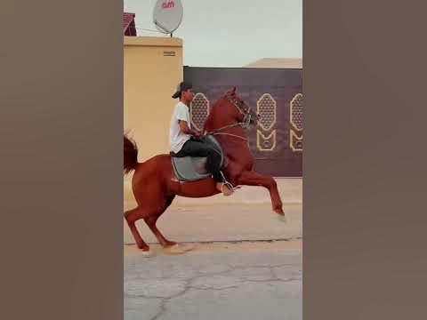 تربيع وحرارة : الفحل وراد 🎖. - YouTube