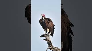 Lappet-Faced Vulture A Very Large Vulture In Kruger National Park