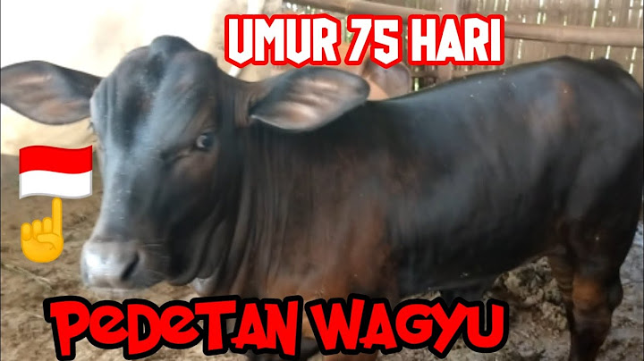 INDUKAN SAPI PO DAN PIGEON MELAHIRKAN PEDETAN JANTAN WAGYU SEMUA#SUKSES BREEDING#