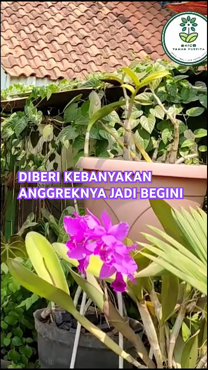 KAPOK PAKAI INI UNTUK ANGGREK