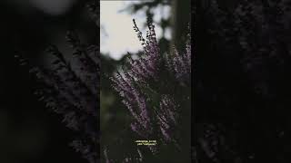 Untungnya Hidup Harus Tetap Berjalan  Bernadya  Untungnya Bumi Masih Berputar s Shorts