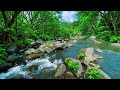 River Flowing Birds Chirping, Deep Forest Nature Sounds for Focus and Meditation | 3 Hours
