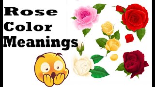 Rose Colors Have Hidden Meanings | Discover the Symbolism Behind Each Shade
