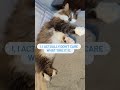 Cat Snoozing | Cat TikTok | The Floof Crew [#Shorts]