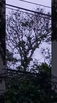 nagsiliparanAtAngIngayNgMgaIbon🦅🦅🦅 #shorts #shortsviral #youtube #shortsvideo