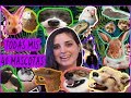 Todas mis 40 mascotas  zorroconejosmofetaavesroedores    all my 40 pets 2019
