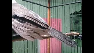 Cililin hitam gacor