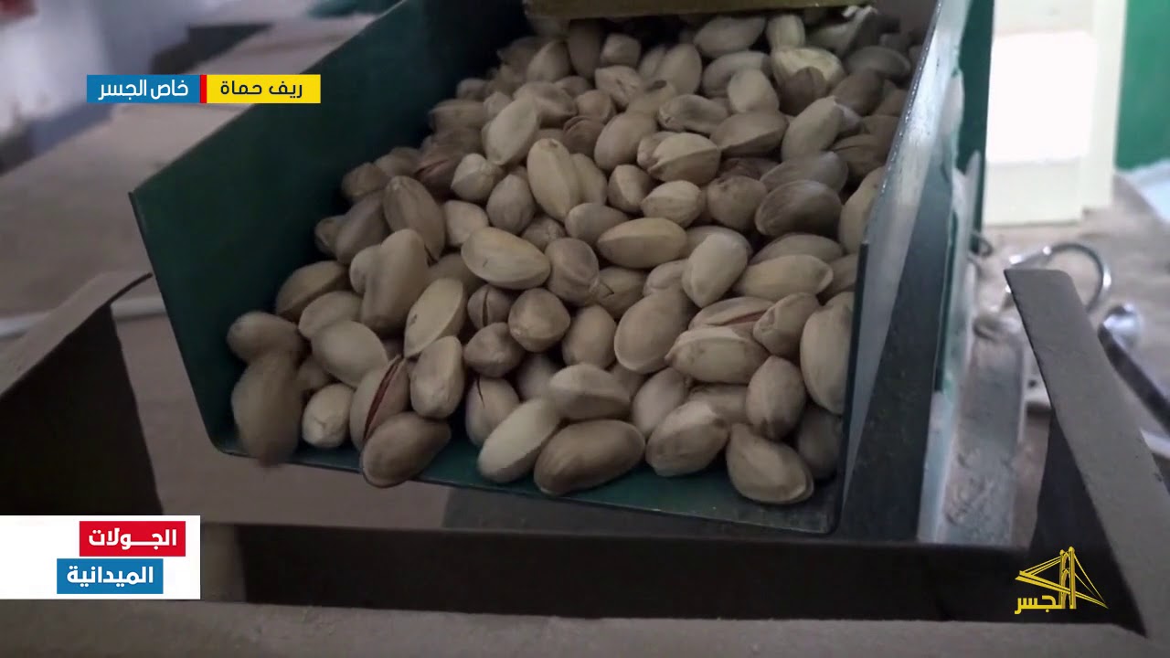 كسارة الفستق الحلبي في مدينة مورك بريف حماة