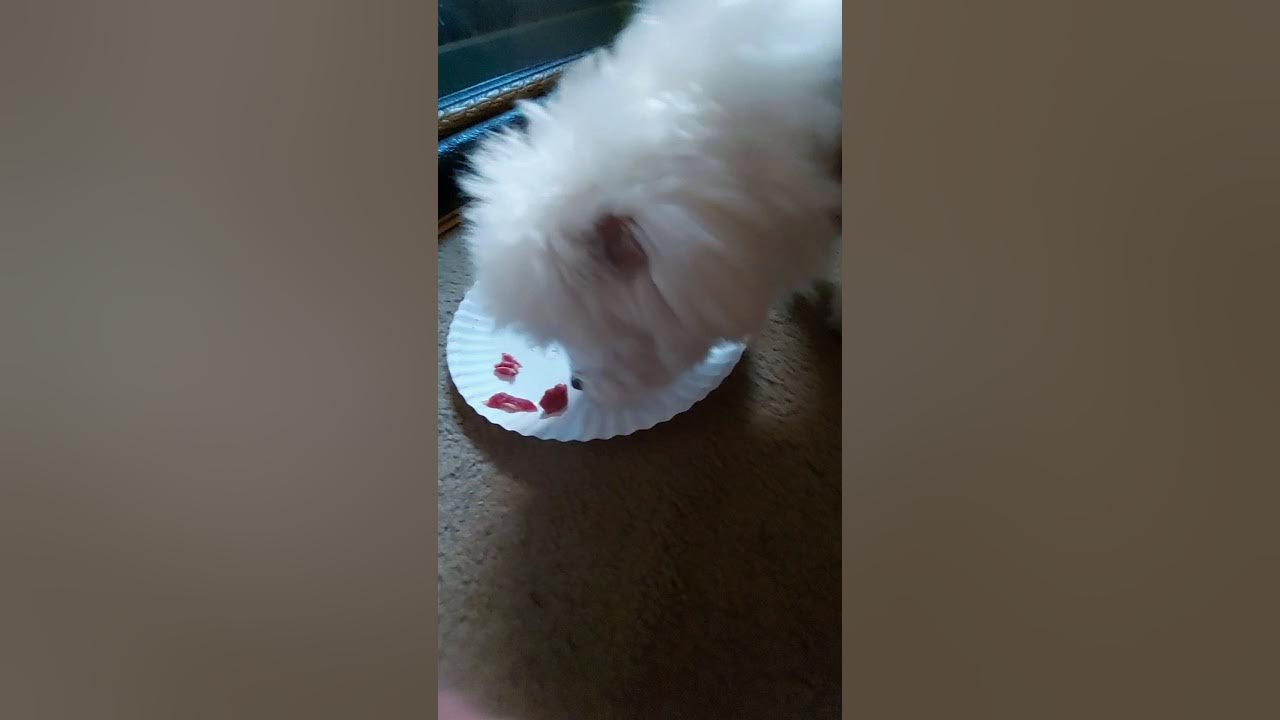 maltese puppy RAW MEAT DIET! YouTube