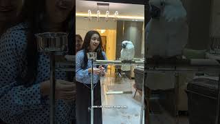 Birthday Surprise 😳 | #Cockatoo #BirthdaySurprise